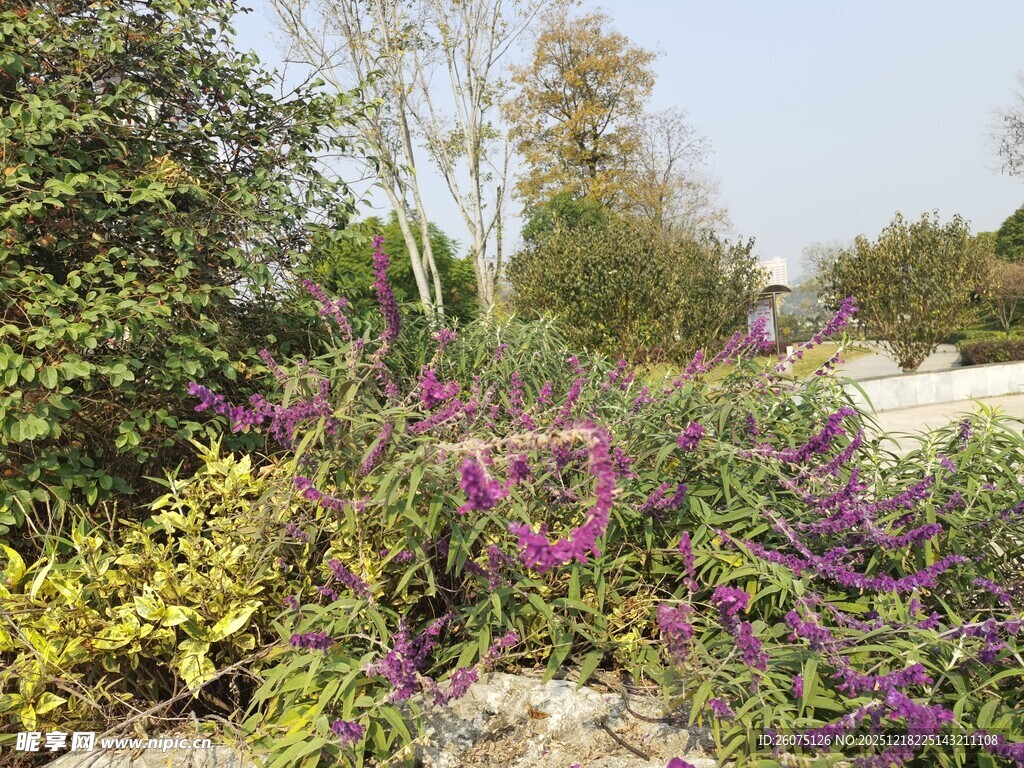多彩花卉装点的美丽景致