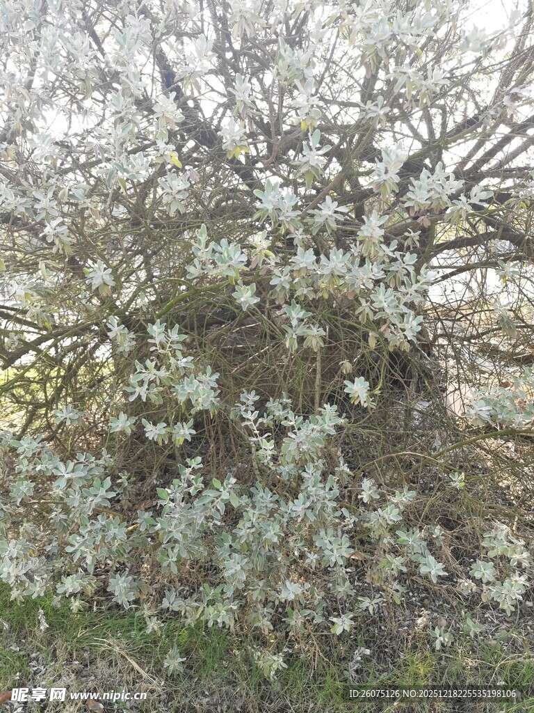 盛开的玉兰花树