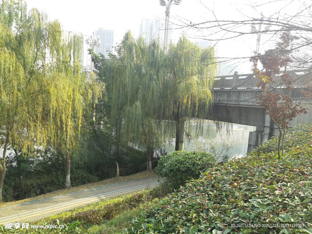 河畔垂柳旁的幽静小道