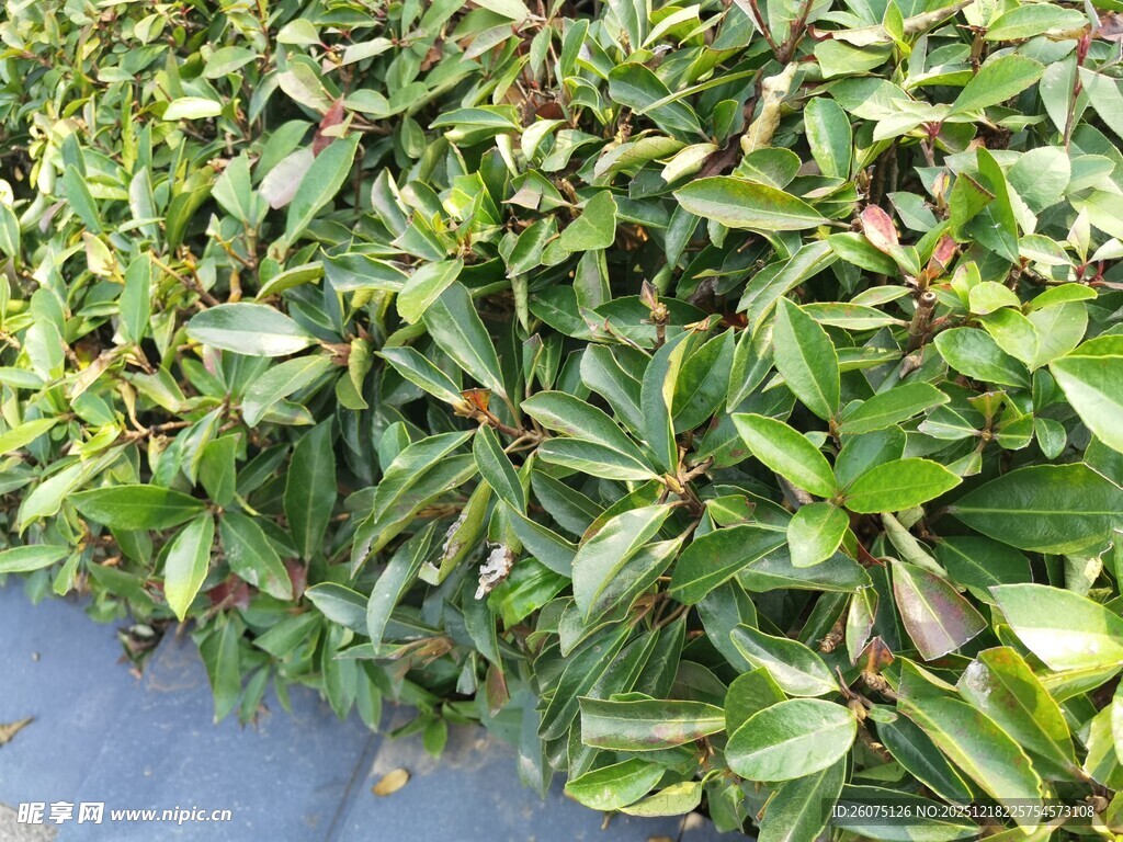 绿叶繁茂的水生植物景观