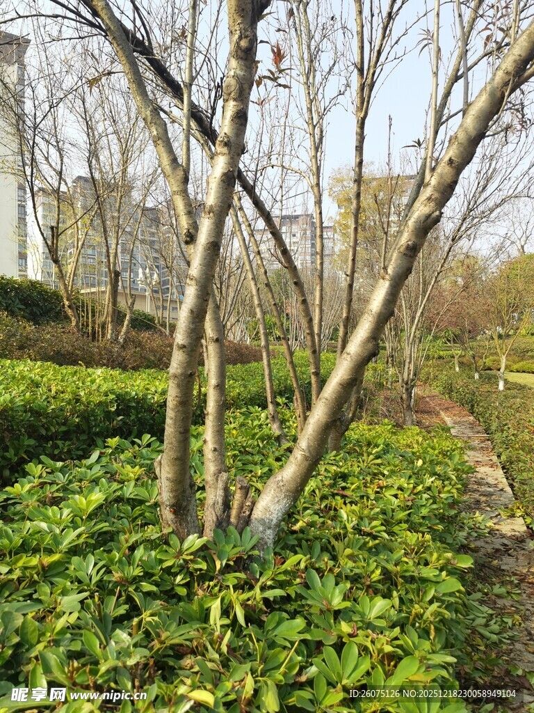 春日园林绿植与光秃树木