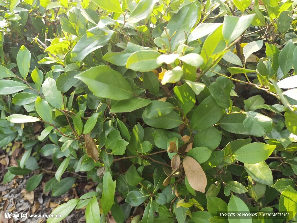 绿叶繁茂的植物景观