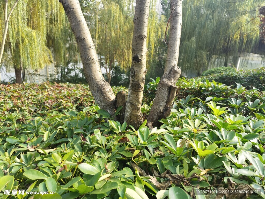 柳下绿植景观