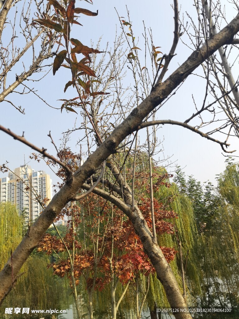 秋日湖畔枝头红叶景致