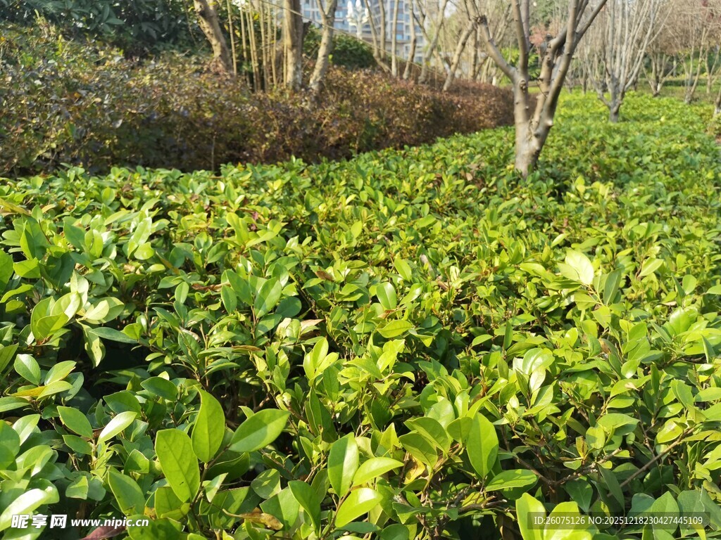绿意盎然的植物景观