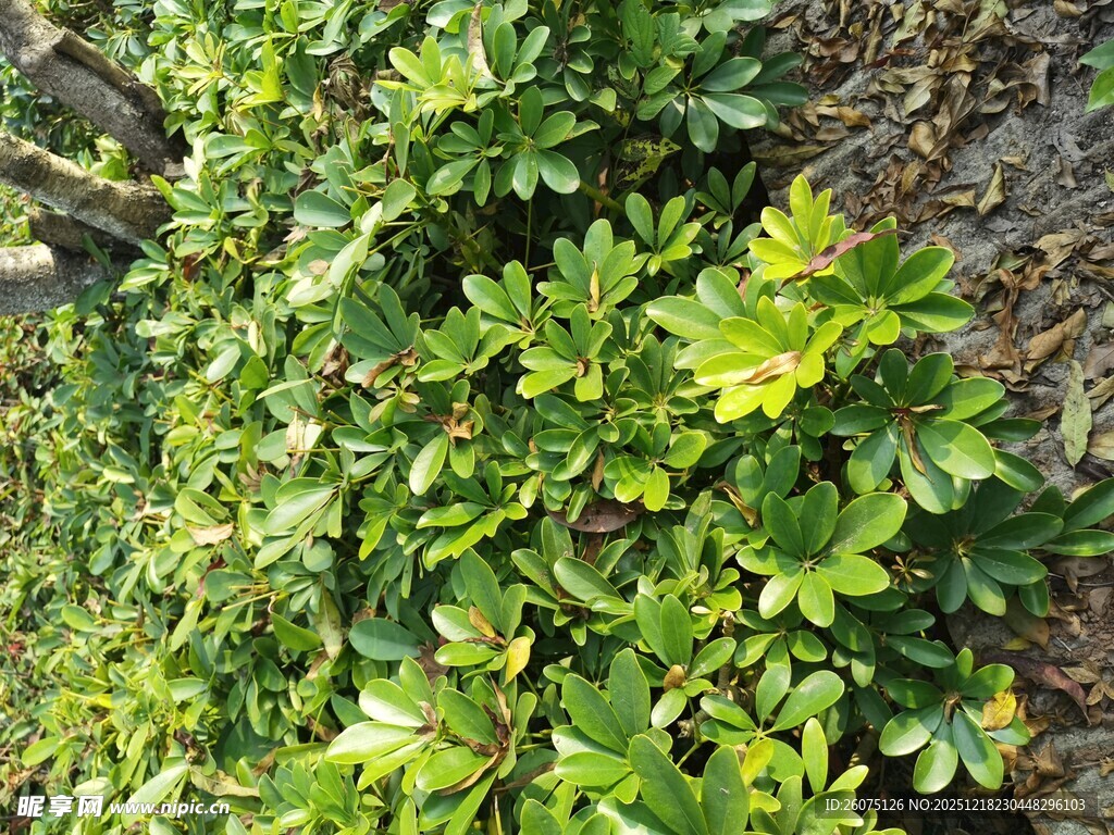 绿叶繁茂的植物景观