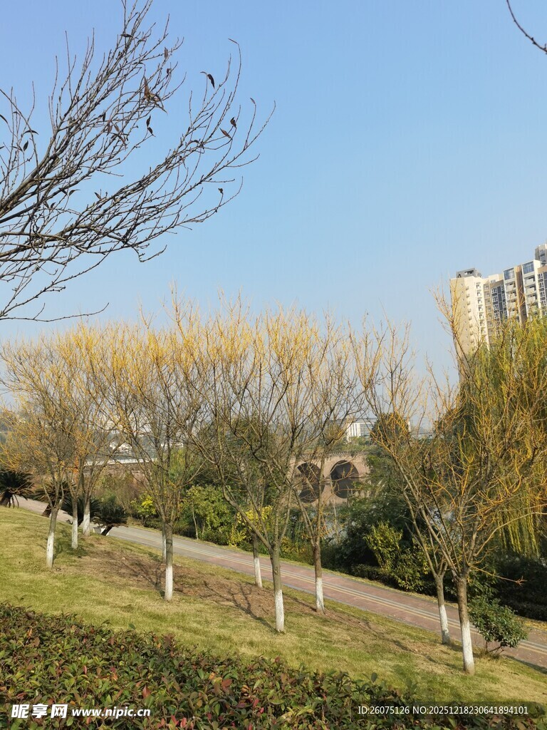 城市公园冬日树木景观