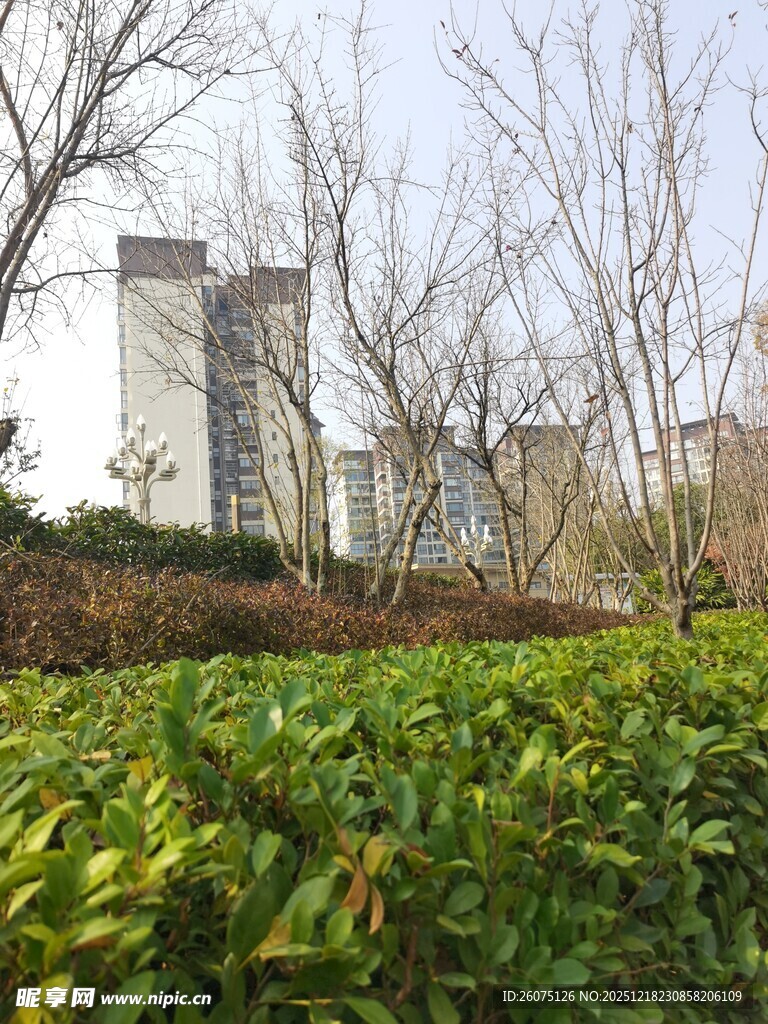 城市绿植与远处高楼景观