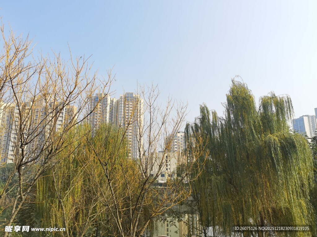 城市中葱郁树木与高楼