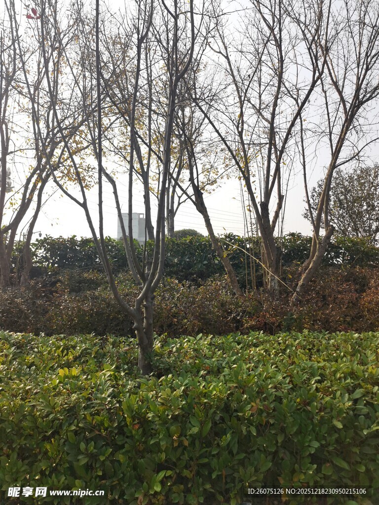 冬日枯树旁的葱郁绿植