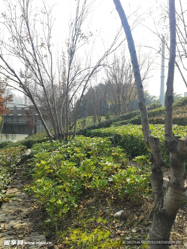 冬日园林绿植与光秃树木