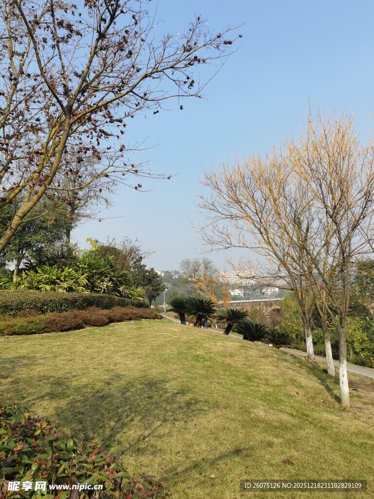 冬日公园草地与树木景观