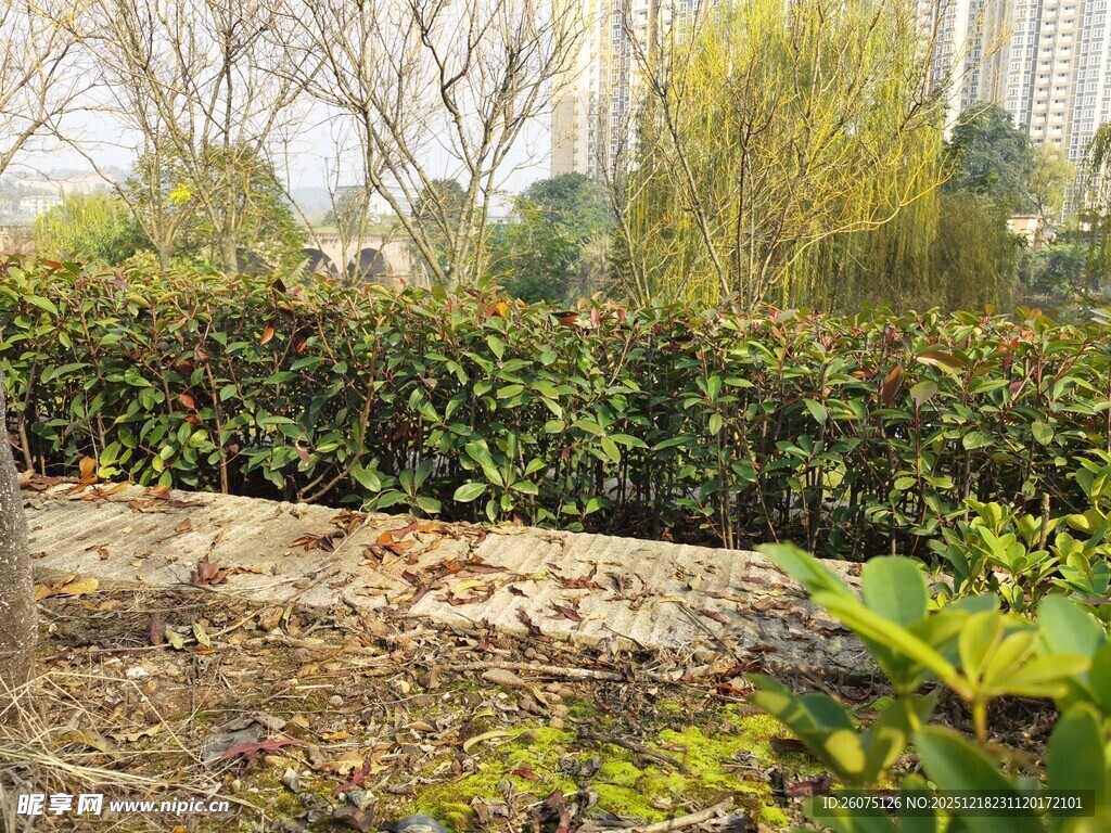 城市中的绿植景观角落