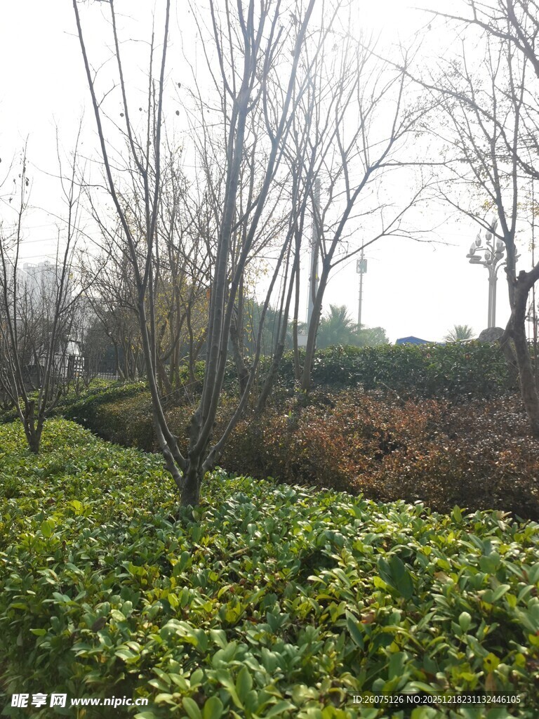 冬日绿植与光秃树木景观