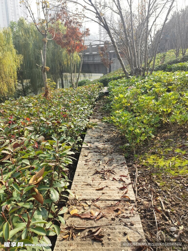 秋日林间小径落叶铺就