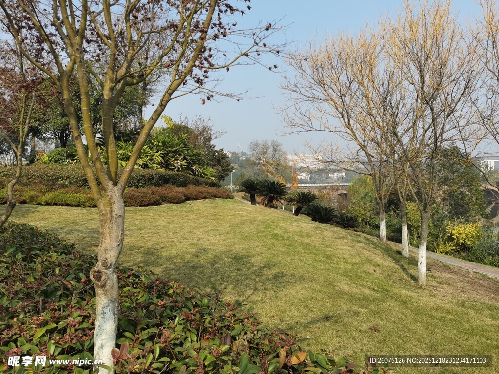 冬日公园草地树木景致