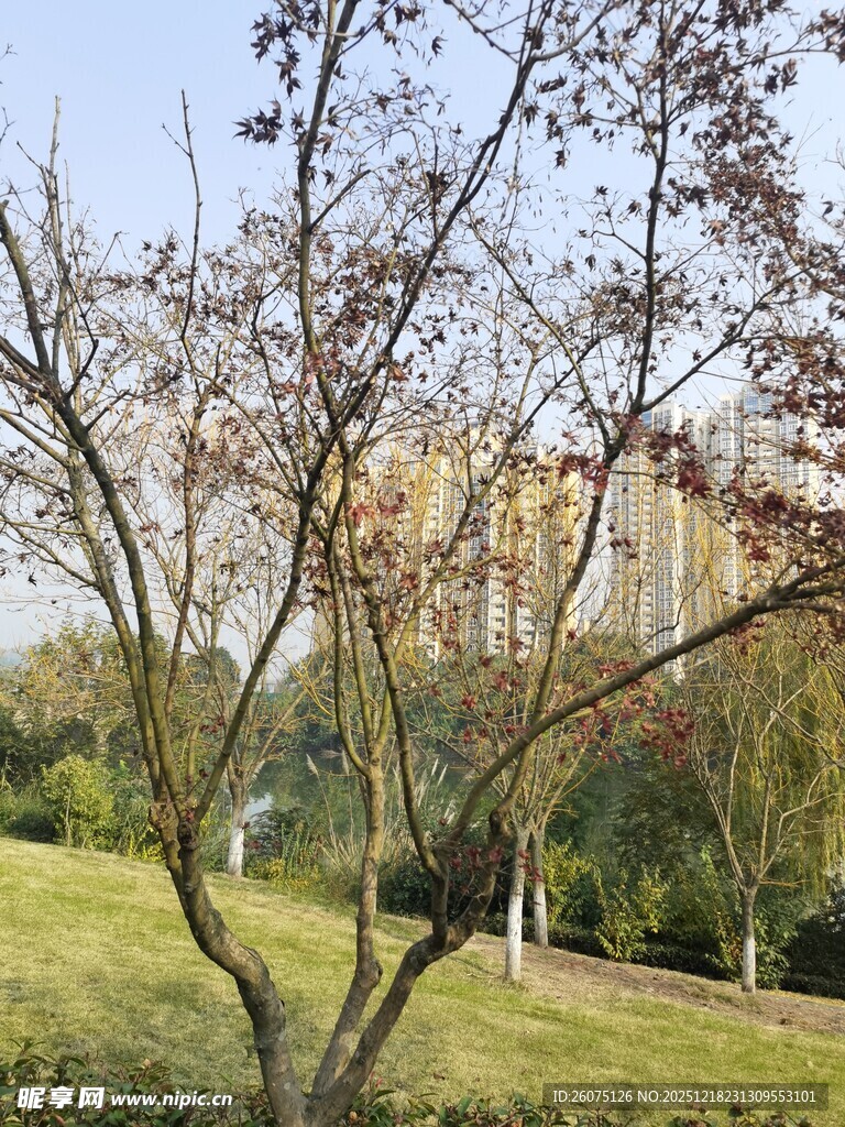 公园中的树木与开阔草地