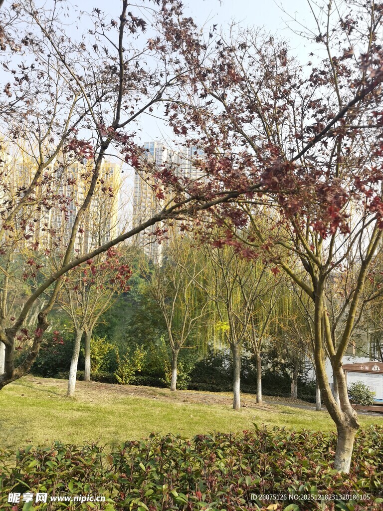 春日公园繁花绿树景致