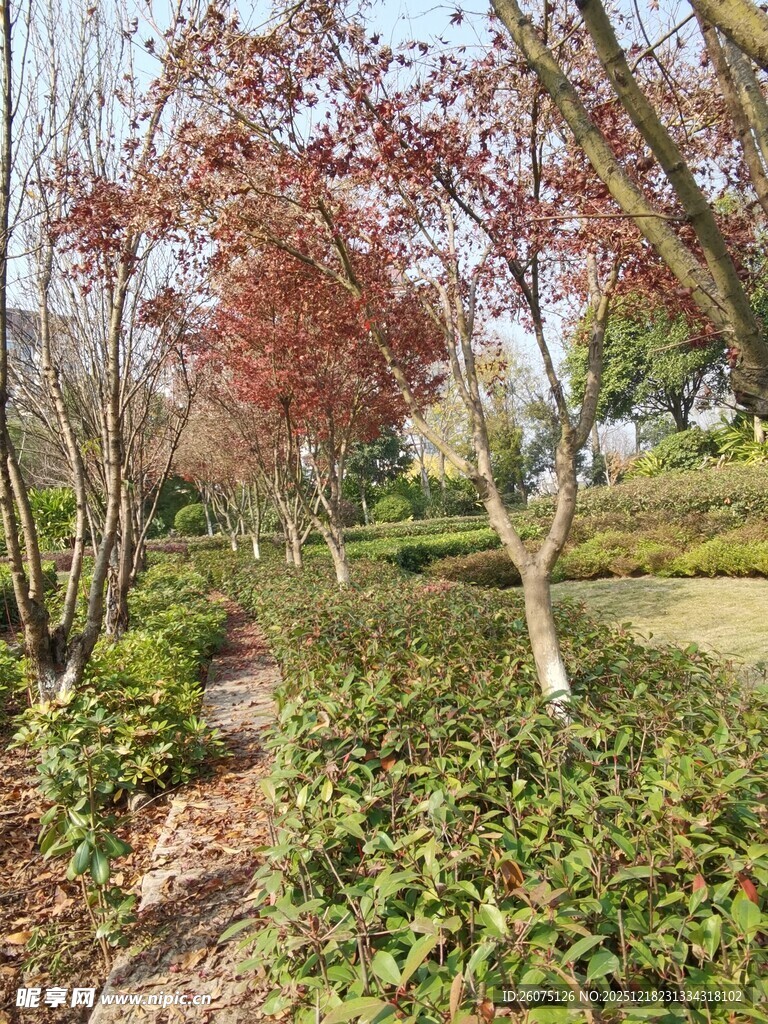 秋日林间小径绿植景观