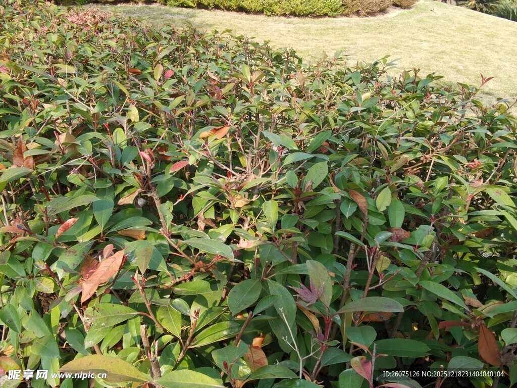 绿叶红边植物景观