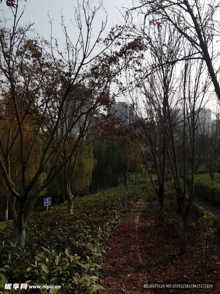 秋日林间小道景色