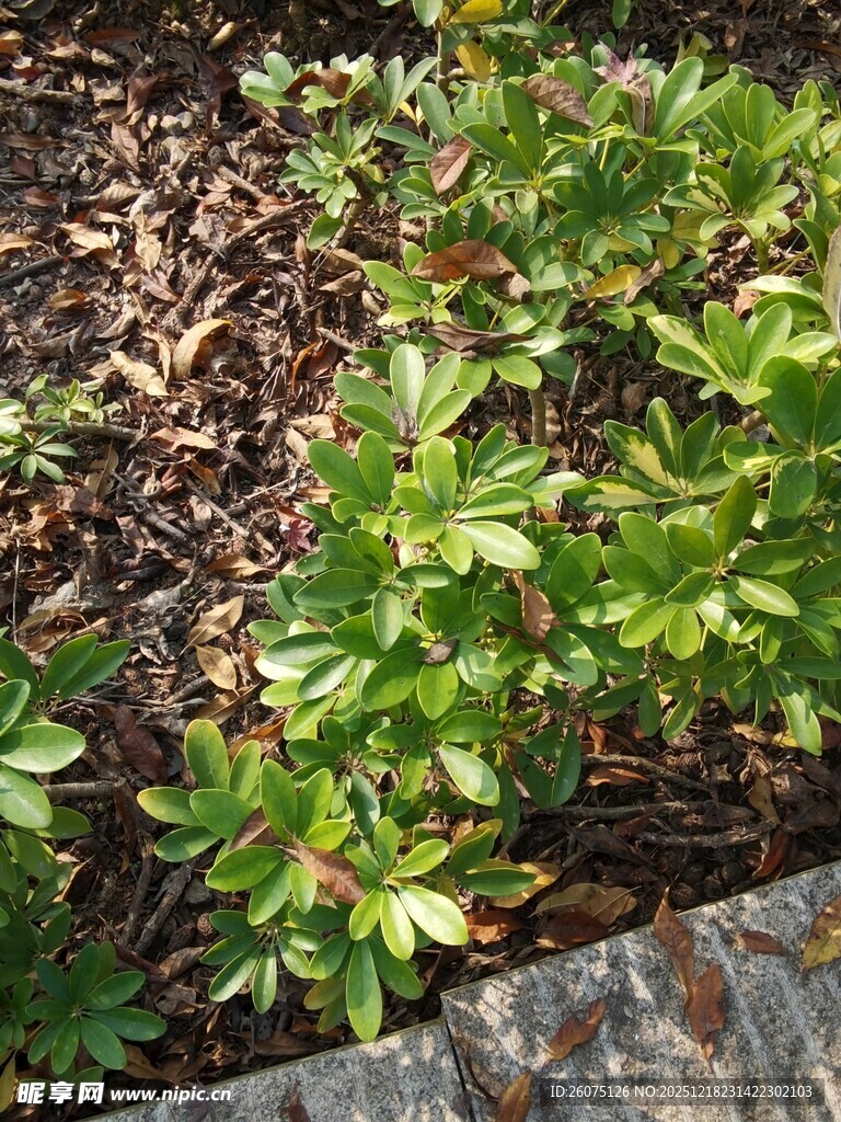 花园中生机勃勃的绿色植物