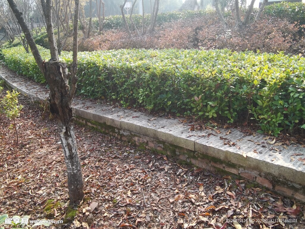 雾中园林小径景观