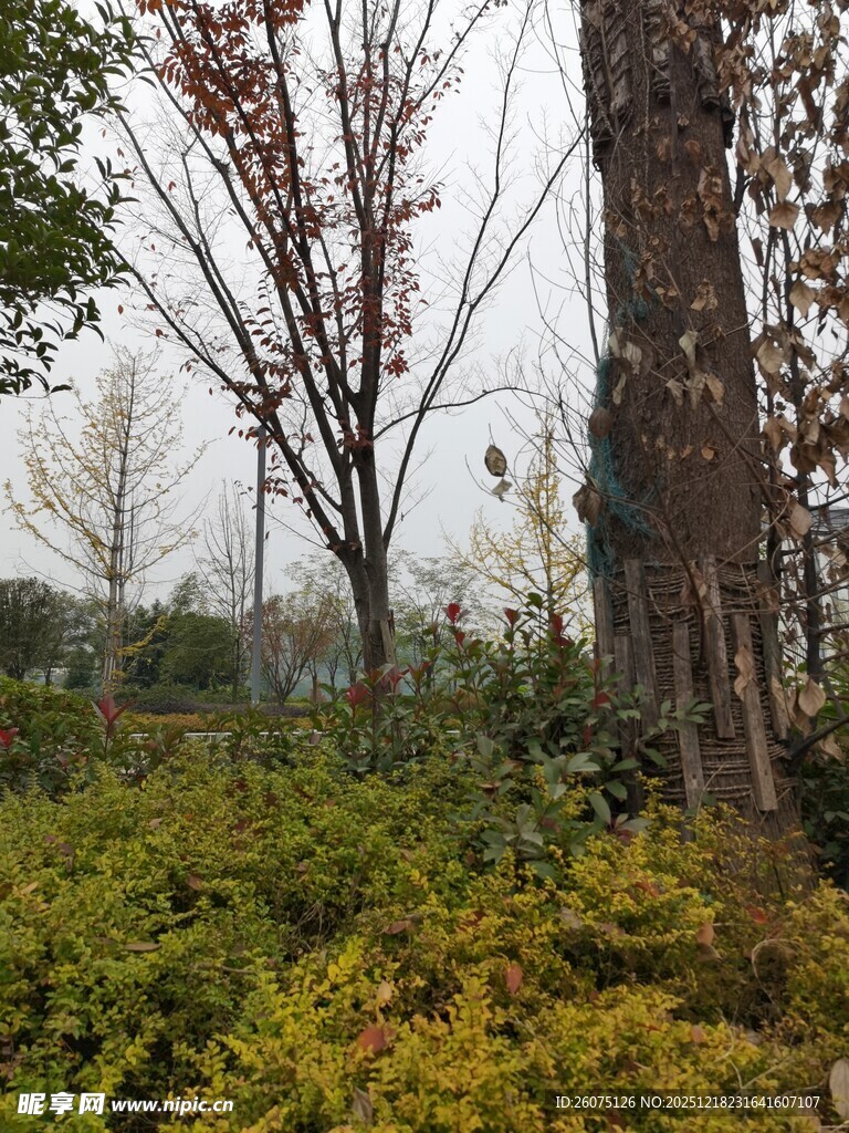 秋日树林中的绿植景观