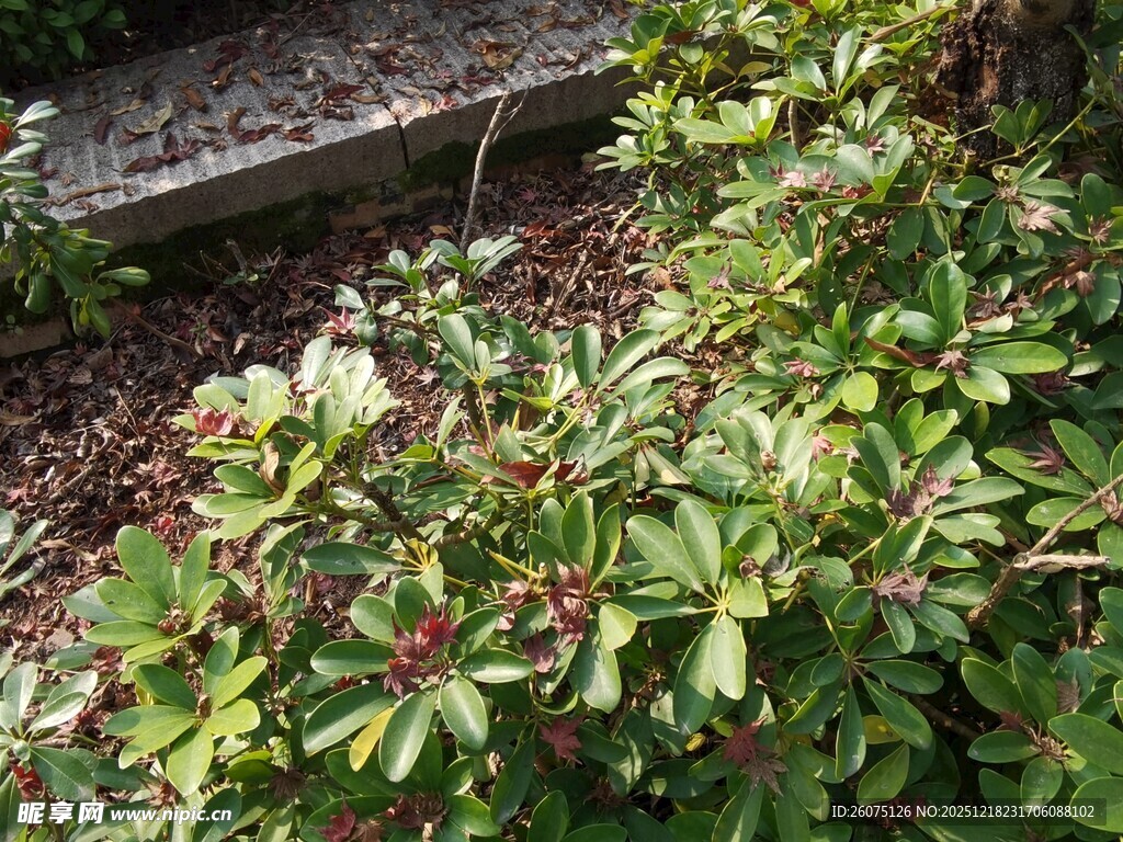绿叶繁茂的低矮植物景观