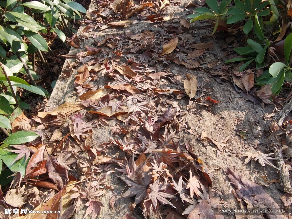 地面上的枯叶与绿植