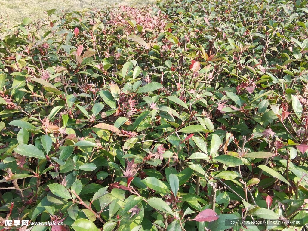 多彩叶片的植物景观