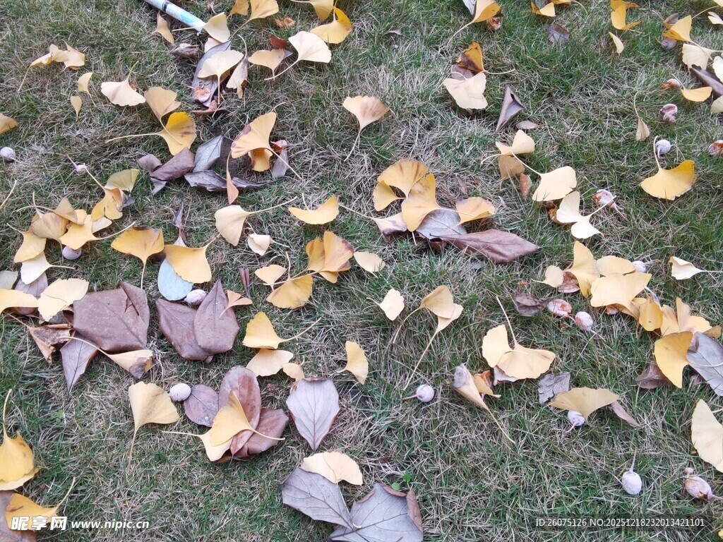 地上散落的银杏落叶