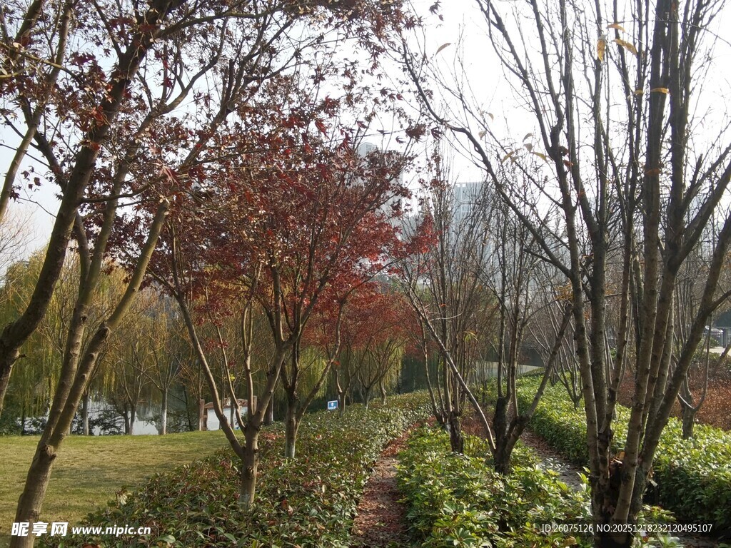 秋日公园多彩树木景观