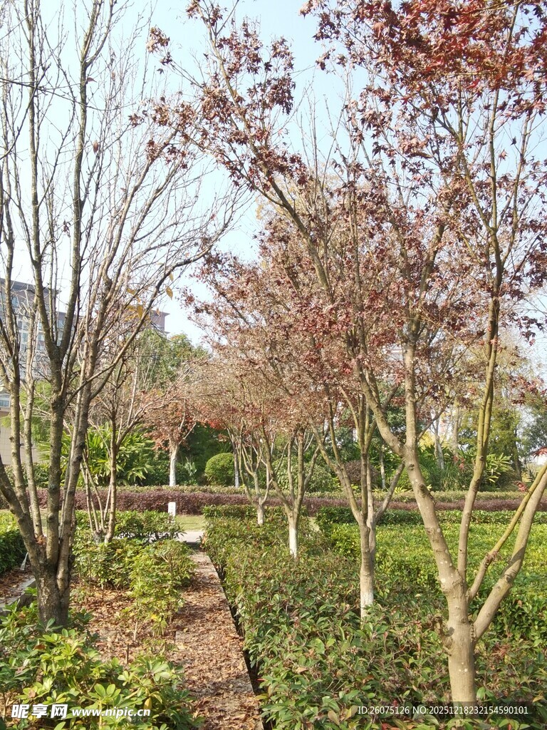 春日园林小径花木繁茂