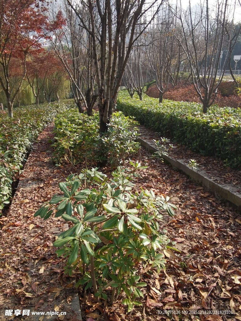 秋日园林植物景观