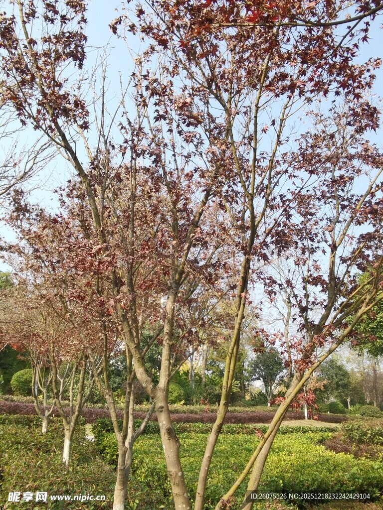 春日繁花盛开的树木景观