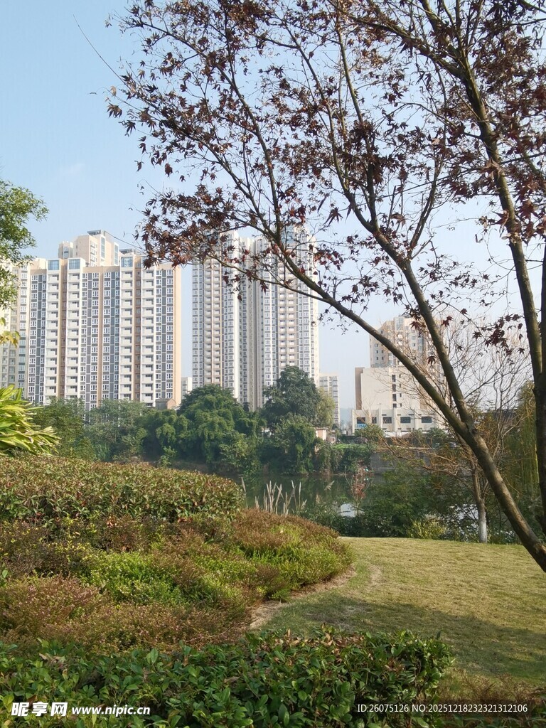 城市公园旁的高楼景观
