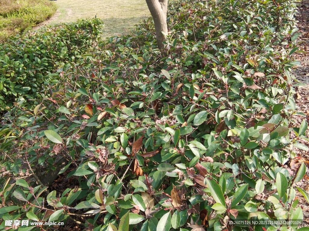 绿叶红边植物景观