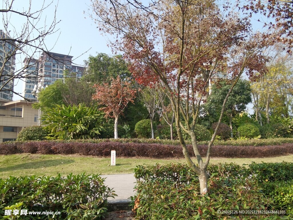 城市中的静谧园林景观