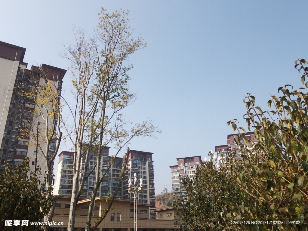 城市中的树木与高楼景观