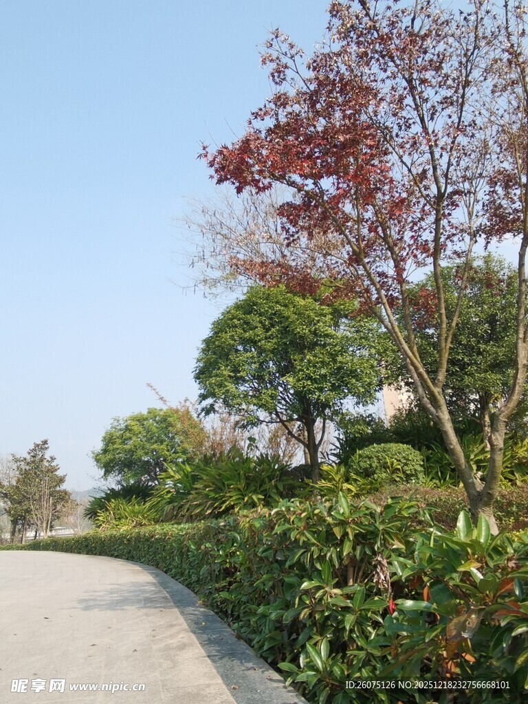 秋日林荫小道风景