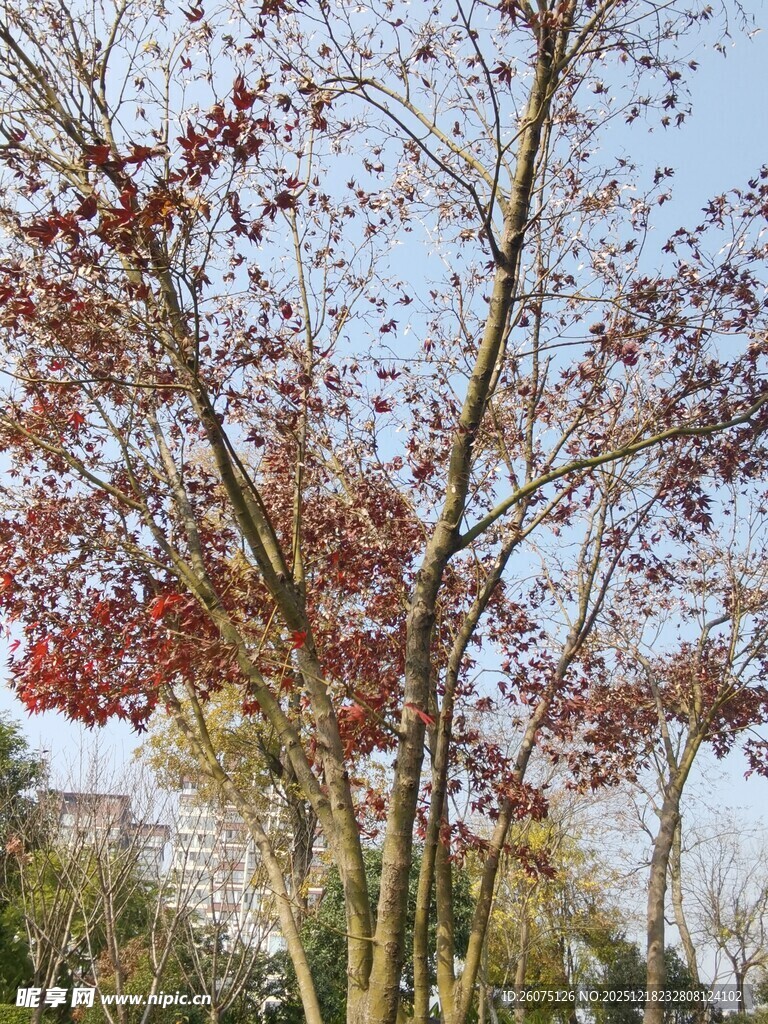 秋日红枫树枝美景