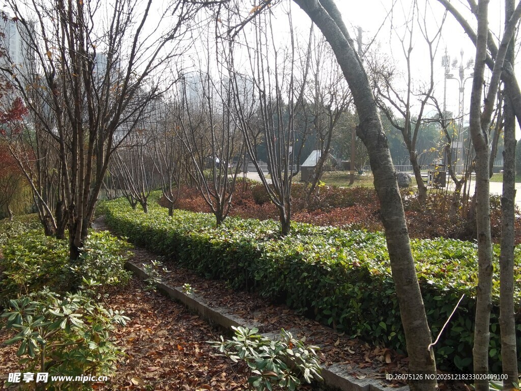 冬日园林小径景观