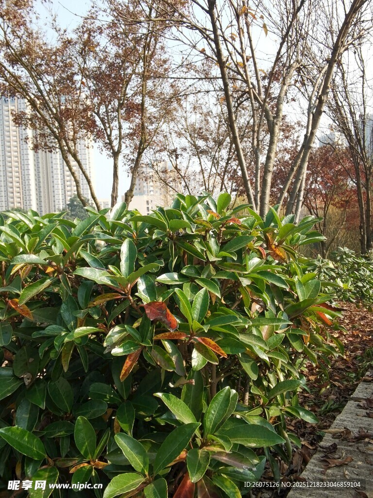 路边翠绿灌木与树木景观