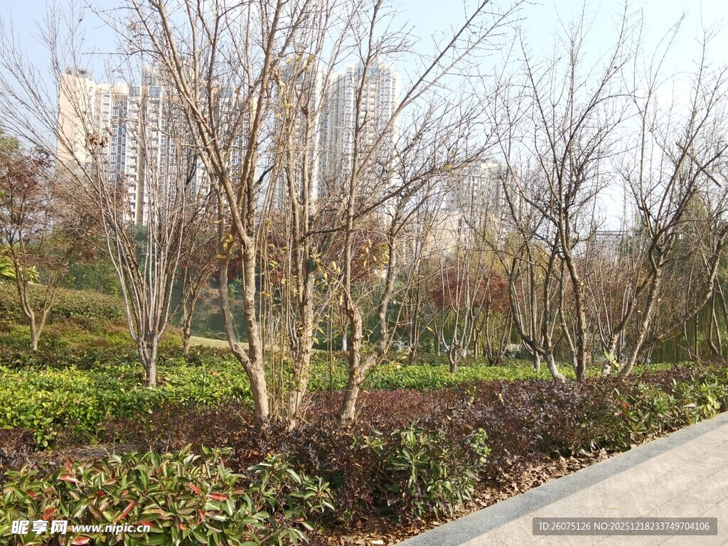 城市公园冬日树木景观