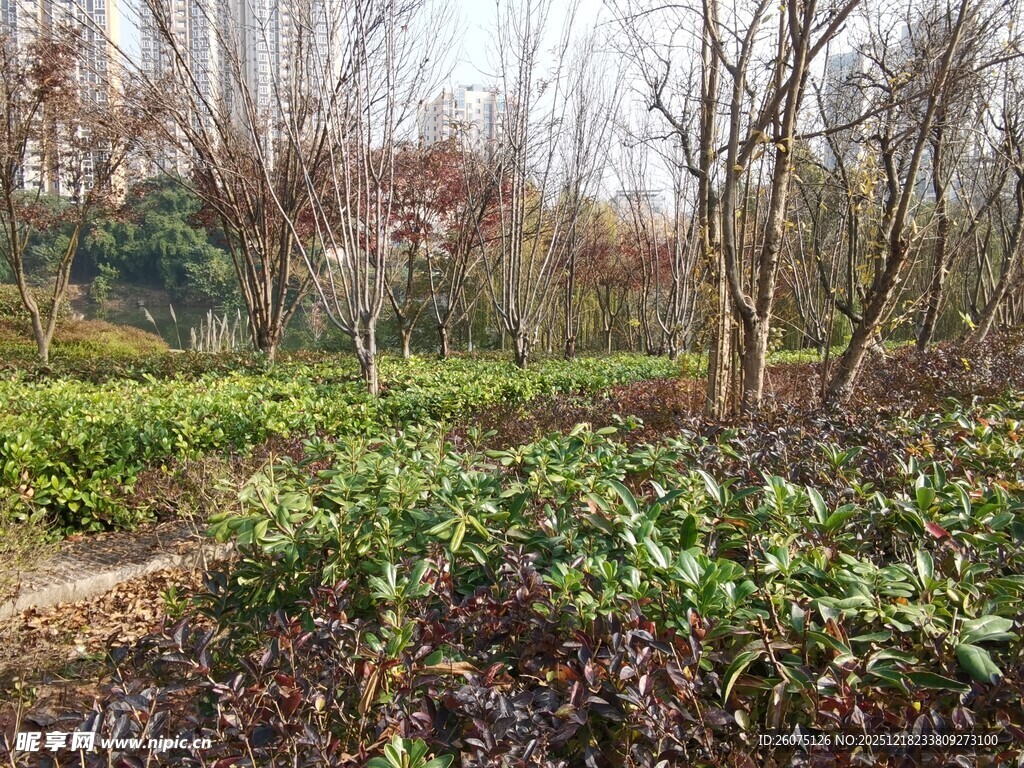 秋日林间小径植被繁茂