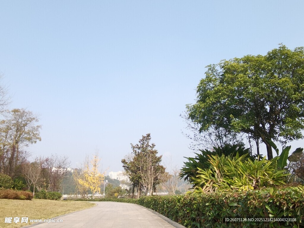 林间小道的静谧自然风光