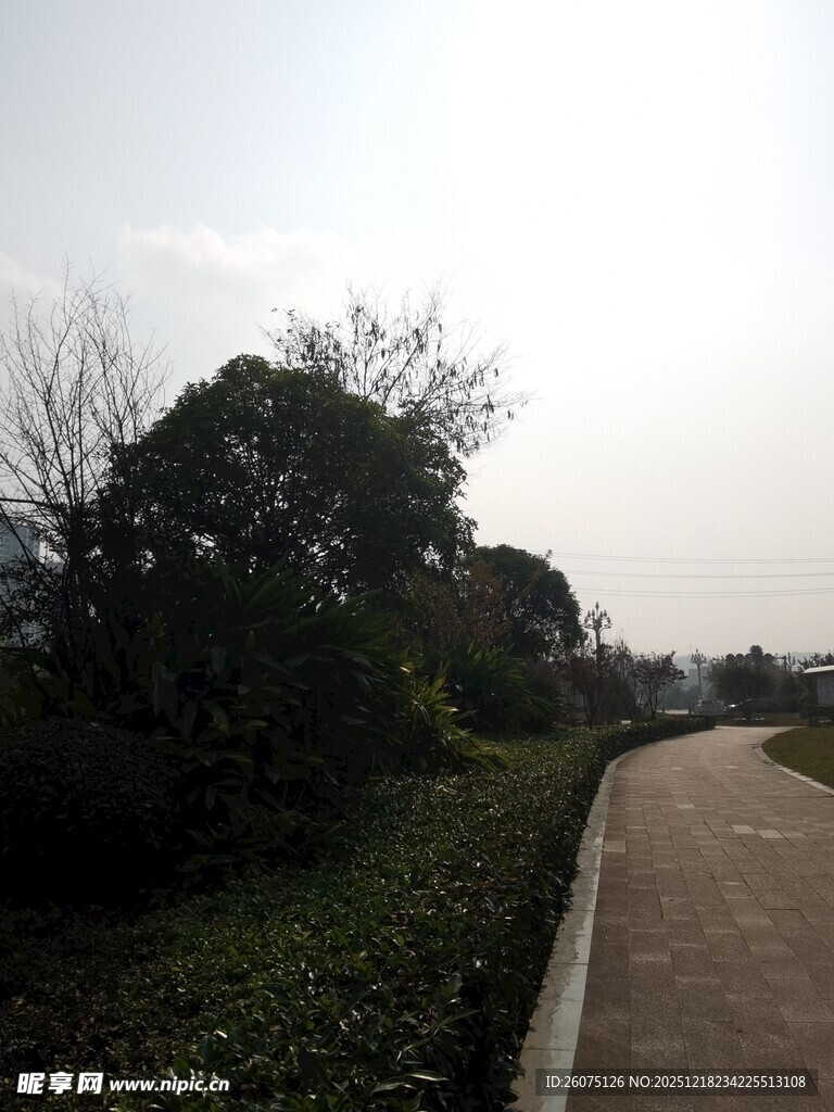 宁静小路旁的绿植景观