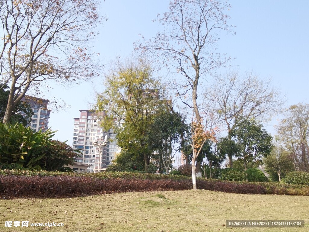 秋日公园草地树木景致