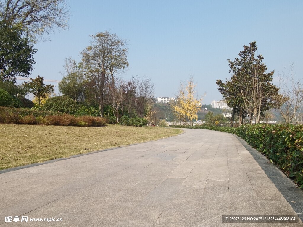 宽阔林荫步道风景